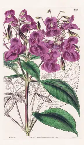 Impatiens Glanduligera. Glandular Balsam; or Touch me not. Tab. 4020 - India Indien / Pflanze Planzen plant pl