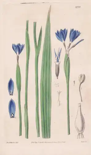 Gelasine Azurea. Azure Gelasine. Tab. 3779 - Uruguay / Pflanze Planzen plant plants / flower flowers Blume Blu
