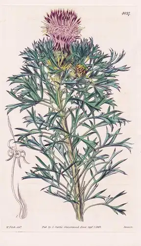Isopogon Scaber. Rough-Leaved Isopogon. Tab. 4037 - Australia Australien / Pflanze Planzen plant plants / flow