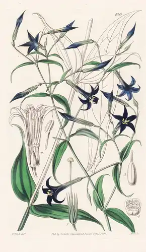 Leianthus Nigrescens. Black-Flowered Leianthus. Tab. 4043 -  Mexico Mexiko / Pflanze Planzen plant plants / fl
