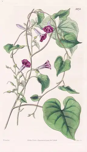 Ipomea Tweediei. Mr. Tweedie's Ipomea. Tab. 3978 - Brasil Brazil Brasilien / Pflanze Planzen plant plants / fl