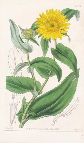 Grindelia Inuloides. Flea-Bane-Like Grindelia. Tab. 3737 - Texas / Pflanze Planzen plant plants / flower flowe