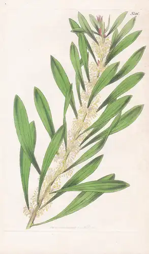 Hakea Dactyloides. Finger-Leaved Hakea. Tab. 3760 - Australia Australien / Pflanze Planzen plant plants / flow