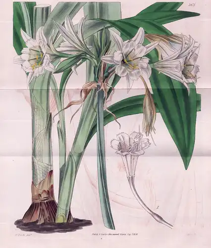 Ismene Macleana. Mr. M'Lean's Amancaes. Tab. 3675 - Peru / Pflanze Planzen plant plants / flower flowers Blume
