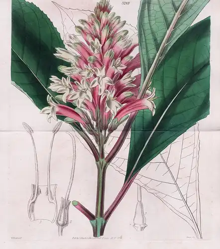 Philogacanthus Curviflorus. Curved-Flowered Philogacanthus. Tab. 3783 - India Indien / Pflanze Planzen plant p