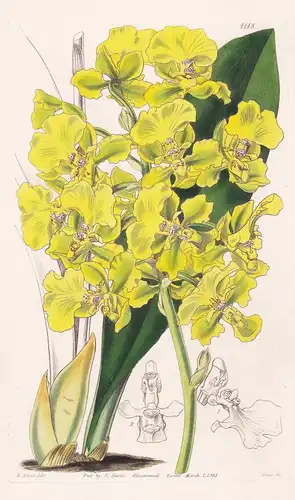 Oncidium Bicallosum. Two-warted Oncidium. Tab. 4148 - Guatemala / Orchidee orchid / Pflanze Planzen plant plan