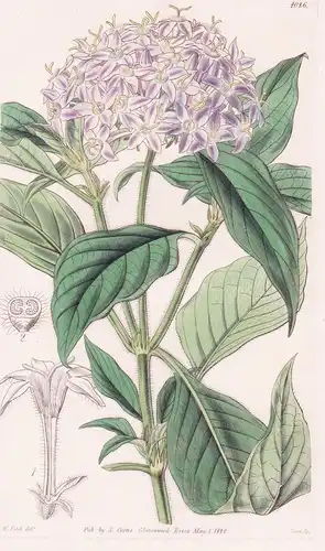 Pentas Carnea. Flesh-Coloured Pentas. Tab. 4086 - Africa Afrika / Pflanze Planzen plant plants / flower flower