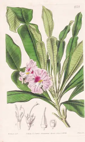 Phyllarthron Bojerianum. Mr. Bojer's Phyllarthron. Tab. 4173 - Madagascar / Pflanze Planzen plant plants / flo