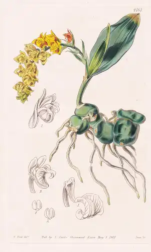 Polystachya Bracteosa. Bracteated Polystachya. Tab. 4161 - Sierra Leone / Pflanze Planzen plant plants / flowe