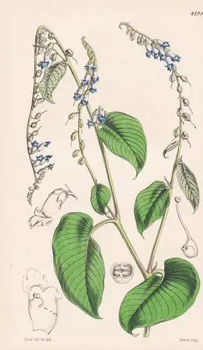 Rhynchoglossum Zeylanicum. Ceylon Rhynchoglossum. Tab. 4198 - Sri Lanca / Pflanze Planzen plant plants / flowe
