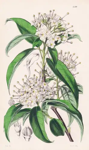 Reevesia Thyrsoidea. Thyrse-flowered Reevesia. Tab. 4199 - China / Pflanze Planzen plant plants / flower flowe