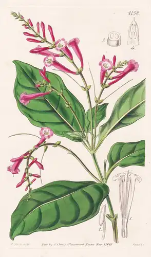 Salpixantha Coccinea. Scarlet Trumpet-flower. Tab. 4158 - Jamaica Jamaika / Pflanze Planzen plant plants / flo