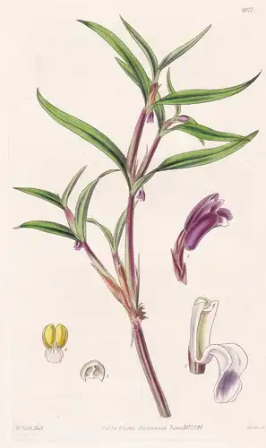 Scaphyglottis Violacea. Violet Boat-Lip. Tab. 4071 - Peru / Pflanze Planzen plant plants / flower flowers Blum