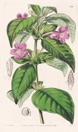 Ruellia Lilacina. Lilac-flowered Ruellia. Tab. 4147 -  Pflanze Planzen plant plants / flower flowers Blume Blu