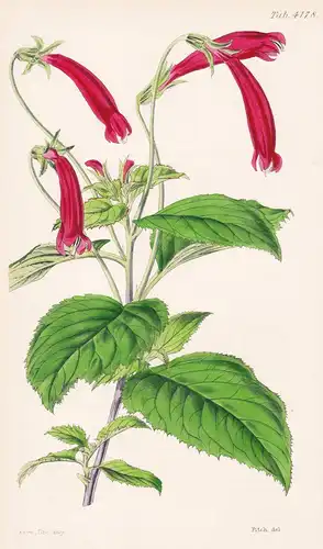 Siphocampylos Coccineus. Showy scarlet-flowered Siphocampylos. Tab. 4178 - Brasil Brazil Brasilien / Pflanze P