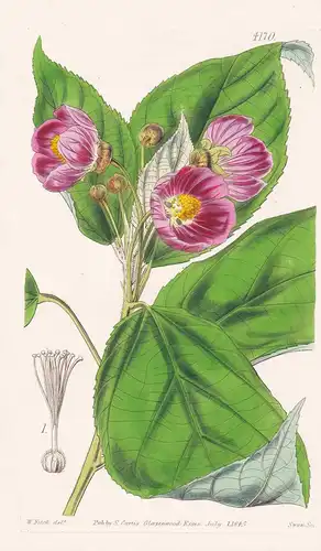 Sida (Abutilon) Paeoniaeflora. Paeony-flowered Sida. Tab. 4170 - Brasil Brazil Brasilien / Pflanze Planzen pla