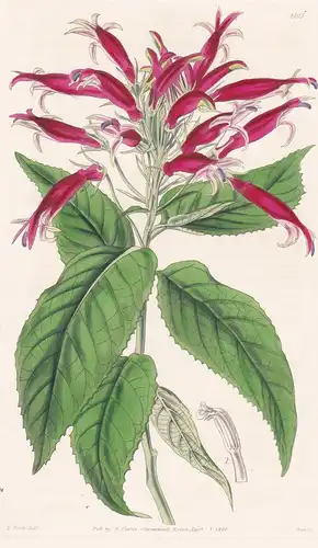 Siphocampylus Lantanifolius. Lantana-Leaved Siphocampylus. Tab. 4105 - Venezuela / Pflanze Planzen plant plant