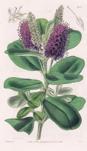 Veronica Speciosa. Showy-Flowered Speedwell. Tab. 4057 - New Zealand Neuseeland / Pflanze Planzen plant plants