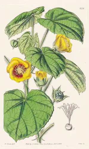 Sida Graveolens. Heavy-scented Sida. Tab. 4134 - East-Indies / Pflanze Planzen plant plants / flower flowers B