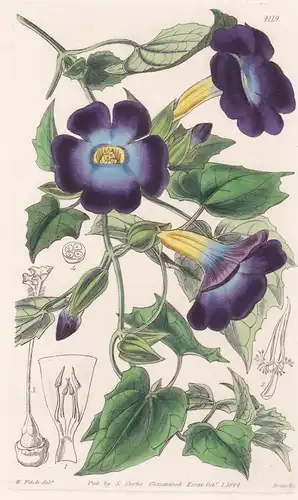 Thunbergia Chrysops. Golden-Eyed Purple Thunbergia. Tab. 4119 - Sierra Leone / Pflanze Planzen plant plants /