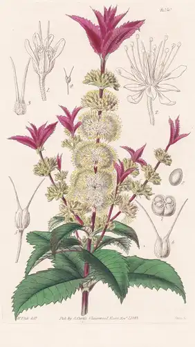 Acrophyllum Verticillatum. Ahorl-Leaved Acrophyllum. Tab. 4050 - Australia Australien / Pflanze Planzen plant