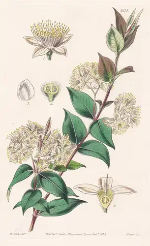 Backhousia Myrtyfolia. Myrtle-Leaved Backhousia. Tab. 4133 - Australia Australien / Pflanze Planzen plant plan