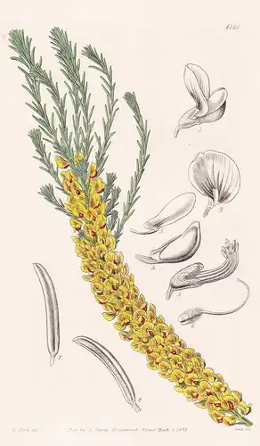 Aotus Gracillima. Slender Aotus. Tab. 4146 - Australia Australien / Pflanze Planzen plant plants / flower flow