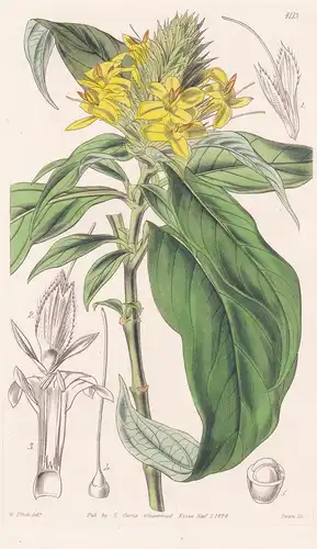 Barleria Flava. Yellow Barleria. Tab. 4113 - Arabia Arabien / Pflanze Planzen plant plants / flower flowers Bl