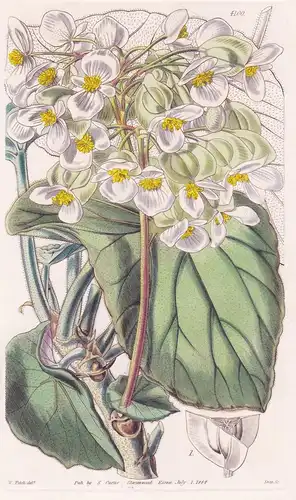 Begonia Meyerii. Mr. Meyer's Begonia, or Elephant's Ear. Tab. 4100 - Pflanze Planzen plant plants / flower flo