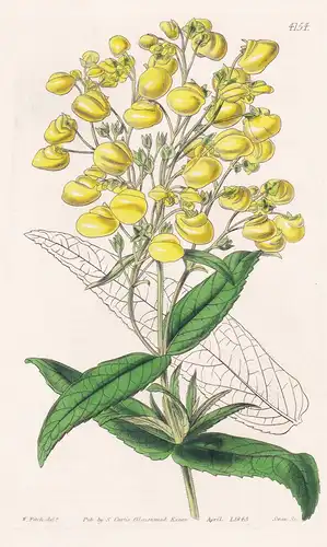 Calceolaria Floribunda. Copious-flowering Slipper-wort. Tab. 4154 - South America Südamerika / Pflanze Planzen