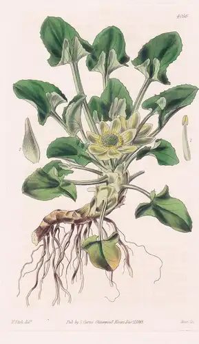 Caltha Sagittata. Arrow-Leaved Fig-Marigold. Tab. 4056 - Argentina Argentinien / Pflanze Planzen plant plants