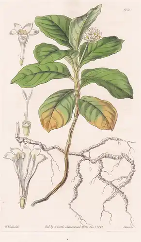 Cephaelis Ipecacuanha. Ipecacuanha. Tab. 4063 - Brasil Brazil Brasilien / Pflanze Planzen plant plants / flowe