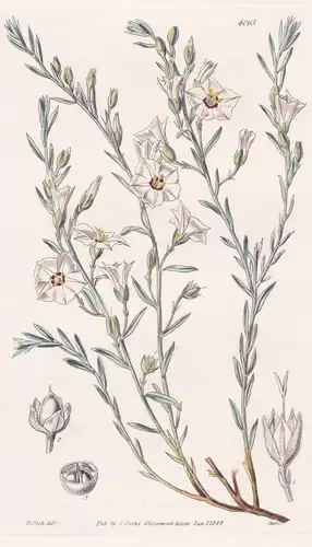 Convolvulus Ocellatus. Purple-Eyed Bind-Weed. Tab. 4065 - South Africa Südafrika / Pflanze Planzen plant plant