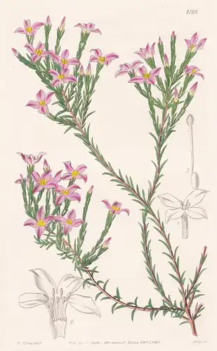 Cryptadenia Uniflora. Solitary-flowered Cryptadenia. Tab. 4143 - South Africa Südafrika / Pflanze Planzen plan