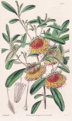 Diplolaena Dampieri. Dampier's Diplolaena. Tab. 4059 - Australia Australien / Pflanze Planzen plant plants / f