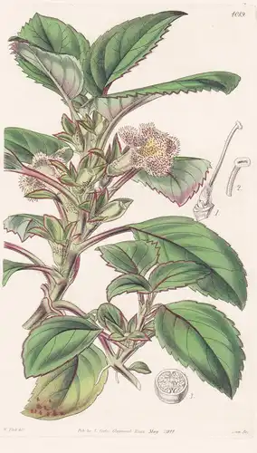 Drymonia Punctata. Spotted-Flowered Drymonia. Tab. 4089 - Guatemala / Pflanze Planzen plant plants / flower fl