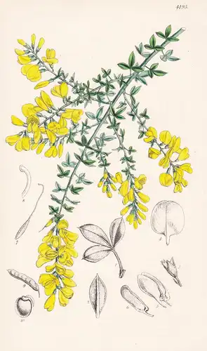 Genista (Teline) Spachiana. Mr. Spach's Genista. Tab. 4195 - Canary Islands Kanarische Inseln / Pflanze Planze