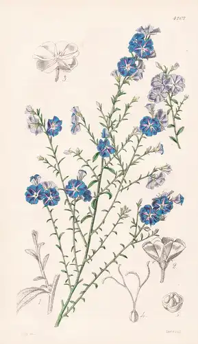 Evolvulus Purpuro-Caeruleus. Purple-blue-flowered Evolvulus. Tab. 4202 - Jamaica Jamaika / Pflanze Planzen pla