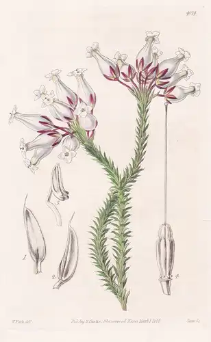 Erica Jasminiflora. Flask-Flowered Heath. Tab. 4074 - South Africa Südafrika / Pflanze Planzen plant plants /