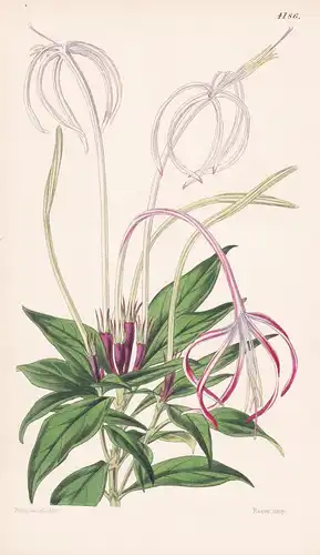 Exostemma Longiflorum. Long-flowered Exostemma. Tab. 4186 - Guiana / Pflanze Planzen plant plants / flower flo