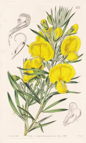 Gompholobium Barbigerum. Fringe-keeled Gompholobium. Tab. 4171 - Australia Australien / Pflanze Planzen plant