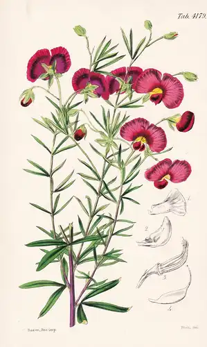 Gompholobium Versicolor; var. caulibus purpureis. Changeable Gompholobium; purple-stemmed variety. Tab. 4179 -