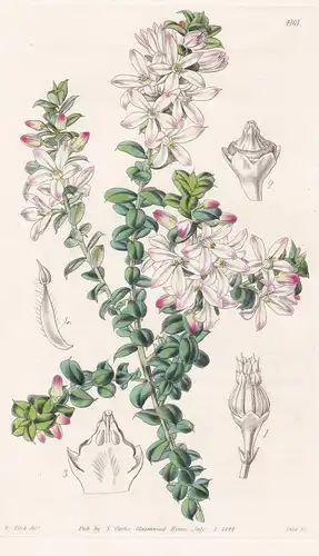 Eriostemon Buxifolium. Box-Leaved Eriostemon. Tab. 4101 - Australia Australien / Pflanze Planzen plant plants