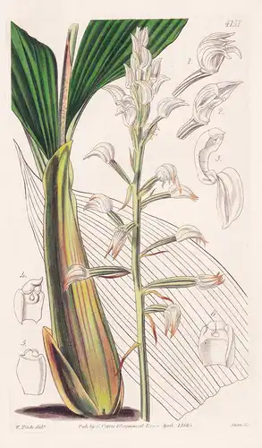Govenia Utriculata. Bladdery Govenia. Tab. 4151 - East-Indies / Orchidee orchid / Pflanze Planzen plant plants