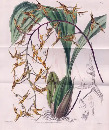 Gongora Maculata. Spotted Gongora. Tab. 3687 - South America Südamerika / Orchidee orchid / Pflanze Planzen pl