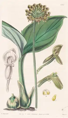 Microstylis Histionantha. Sail-Flowered Microstylis. Tab. 4103 - Orchidee orchid / Pflanze Planzen plant plant