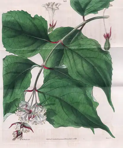 Leycesteria Formosa. Handsome Leycesteria. Tab. 3699 - Himalaya / Pflanze Planzen plant plants / flower flower