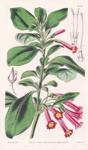 Lycium Fuchsioides. Fuchsia-flowered Lycium. Tab. 4149 - Ecuador / Pflanze Planzen plant plants / flower flowe