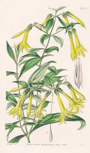 Leianthus Longifolius. Long-leaved Leianthus. Tab. 4169 - Pflanze Planzen plant plants / flower flowers Blume