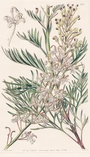 Lomatia Tinctoria. Dyeing Lomatia. Tab. 4110 - Australia Australien / Pflanze Planzen plant plants / flower fl